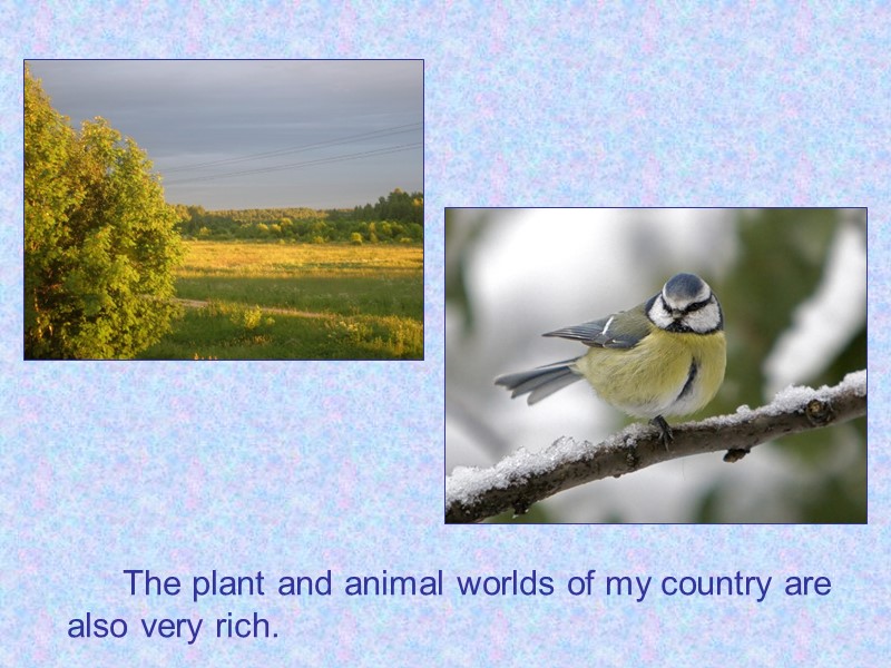 The plant and animal worlds of my country are also very rich.